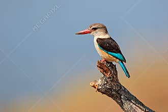 Brown-hooded kingfisher
