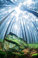 Forest landscape