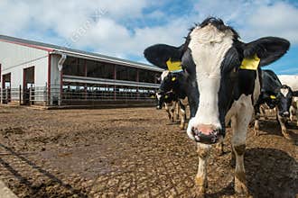 Wisconsin Dairy Farm, Cow, Cows