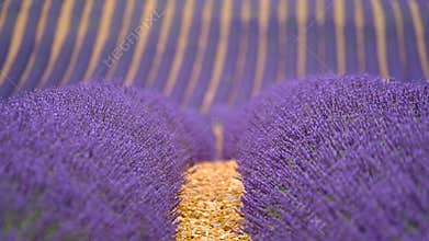 Blooming lavender in a field