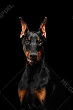 Closeup Doberman Pinscher Dog Looking in Camera on isolated Black