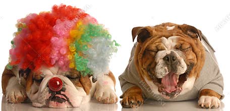 Dog laughing at clown