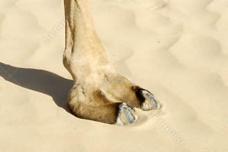 Closeup of Camel foot on the sand, camel’s toes, the large cushioning pad