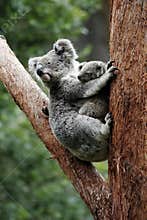 Koala Bear Mother And Baby