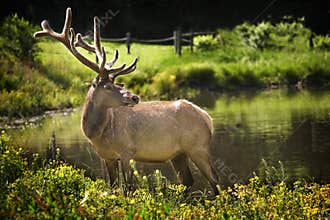 Elk