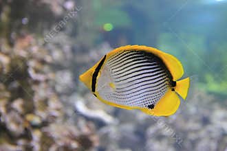 Blackback butterflyfish