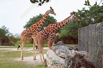 Giraffes in the Miami Metro Zoo