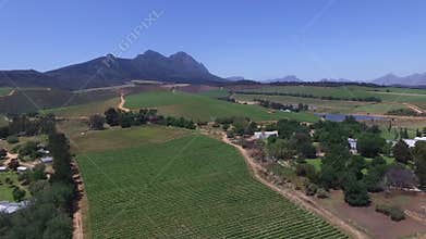 South african vineyards