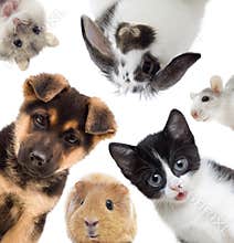 Set of pets