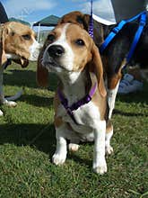 Beagle Puppy