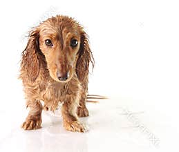 Soaked puppy