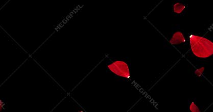 Red colorful petals rose flying animation on black background, love and valentine day festive holiday