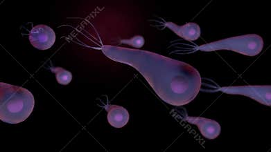 Clostridium tetani bacterium.