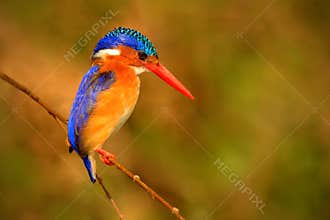 Malachite Kingfisher, Alcedo cristata, detail of exotic African bird sitting on the branch in green nature habitat, Botswana