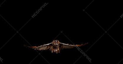 Long Eared Owl, asio otus, Adult in Flight, Normandy in France,