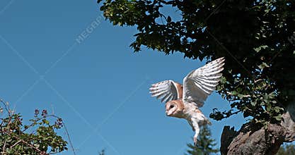 Barn Owl, tyto alba, Adult in flight, Normandy,