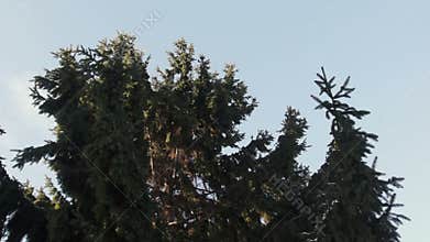 Spruce branches waving on a wind