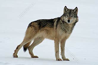 Lone Grey Wolf