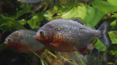 Piranhas in aquarium