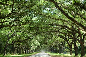 Oak Trees Along Country Road