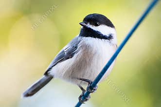 Chickadee