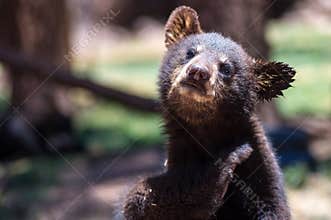 Black bear