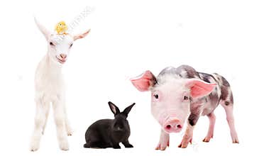 Group of farm animals standing together