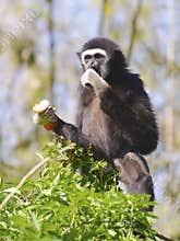 White-handed gibbon eating fruit