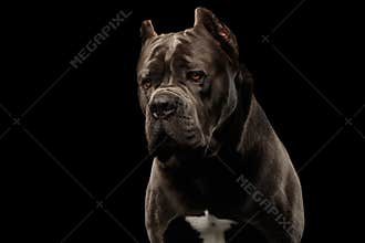 Portrait Cane Corso Dog on Black