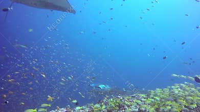 Group Manta ray relax underwater in striped snapper school fish in ocean.