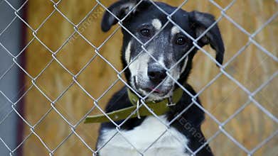 Dog in cage at animal shelter