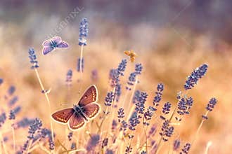 Butterfly flying over lavender, butterflies on lavender