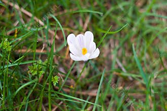 Small crocus blossom beetween grass
