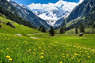 Amazing alpine spring summer landscape with green meadows flowers and snowy peak in the background. Austria, Tirol, Stillup valley
