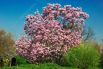 Blooming magnolia tree in april