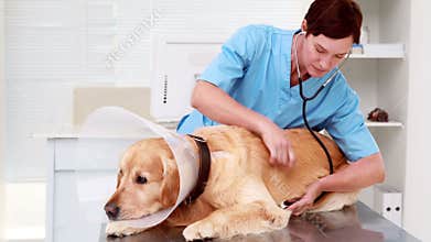 Veterinarian examining a cute labrador