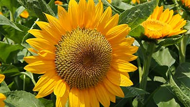Close-Up of Sunflower in Full Bloom Showing Spiral Seed Pattern