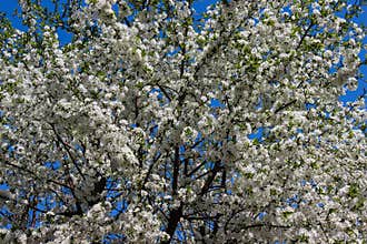 Blooming Tree