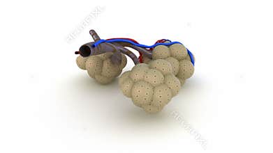 Alveoli in lungs - blood saturating by oxygen