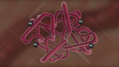 Co2 transport in red blood cell