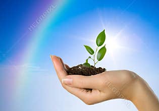 Hand with a plant