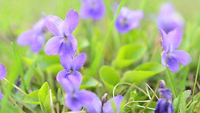 Sweet violets moving in the wind