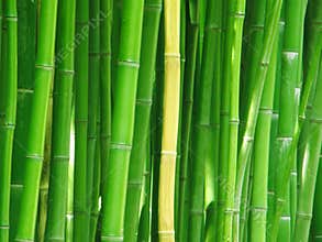 Bamboo