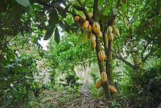 Wild cacao tree