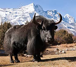 Black yak and mount Kongde