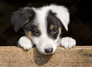 Sheep dog puppy