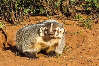American Badger
