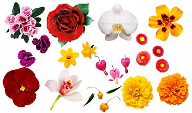 Clipart flowers