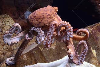 Giant pacific octopus
