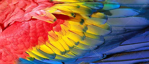 Parrot feathers